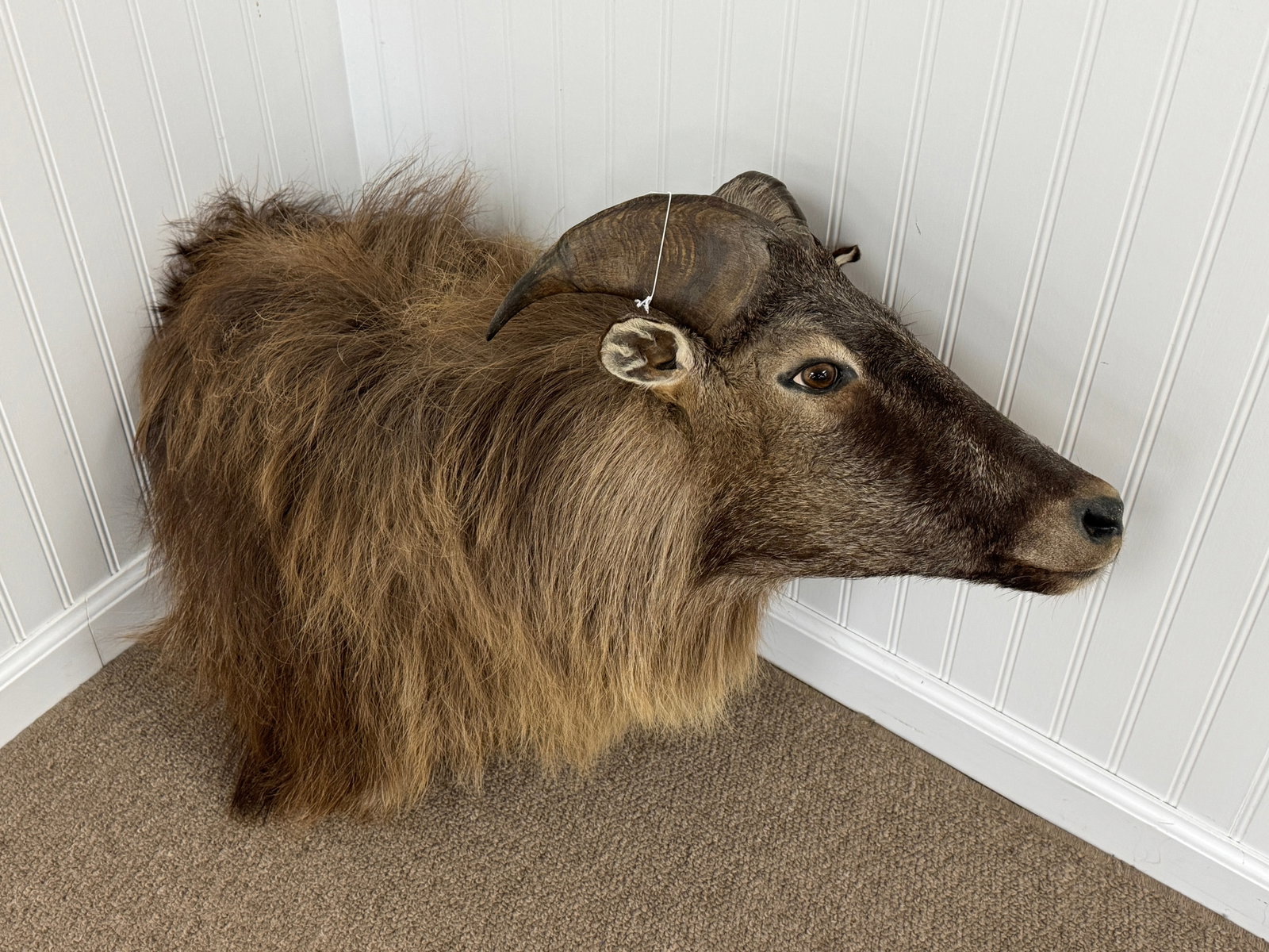 Tahr Contemporary Shoulder Mount: good condition, dusty.