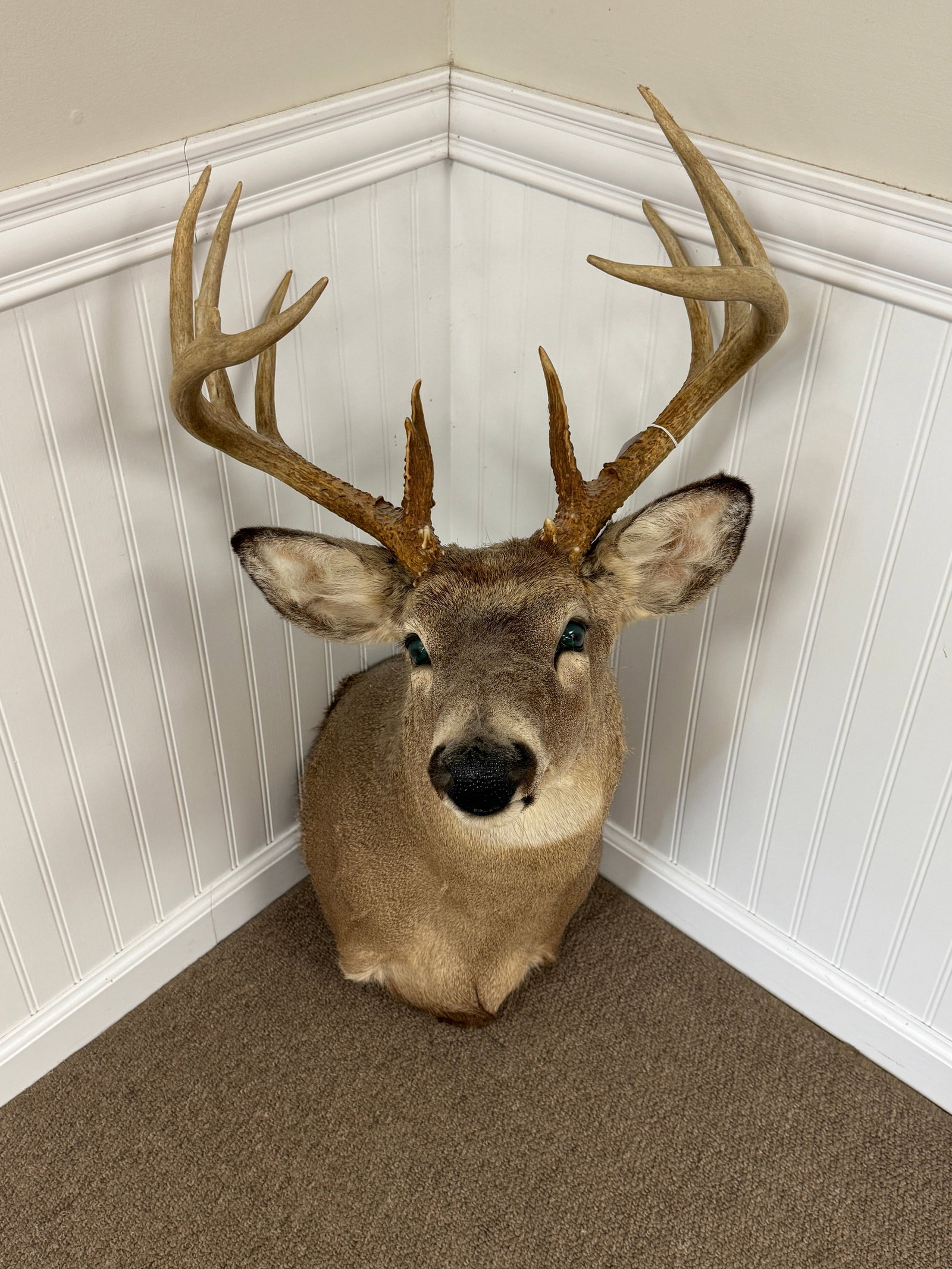Whitetail 10 Point Buck Mount (1 of 2)
