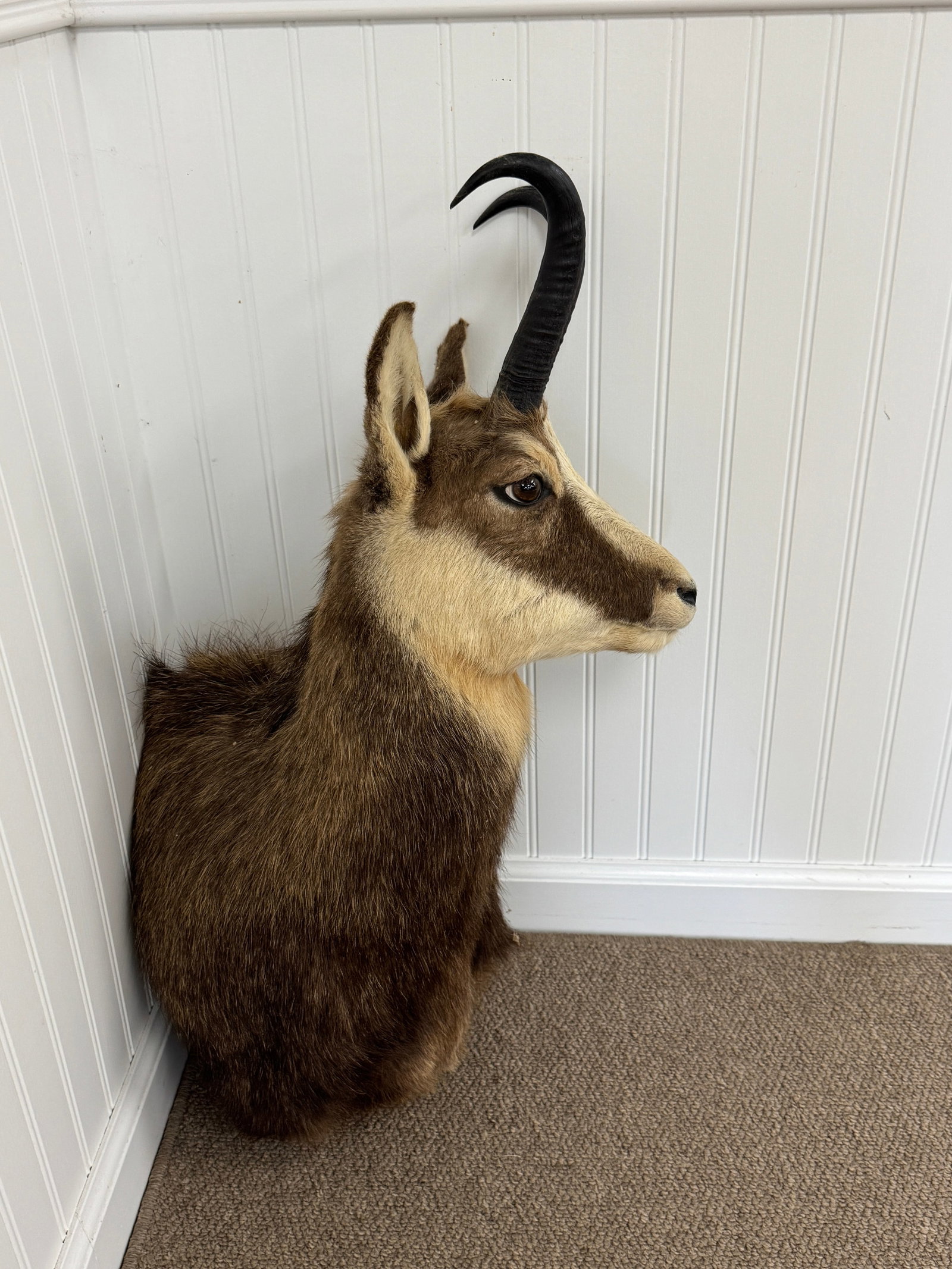 Chamois Contemporary Taxidermy Mount (1 of 2)