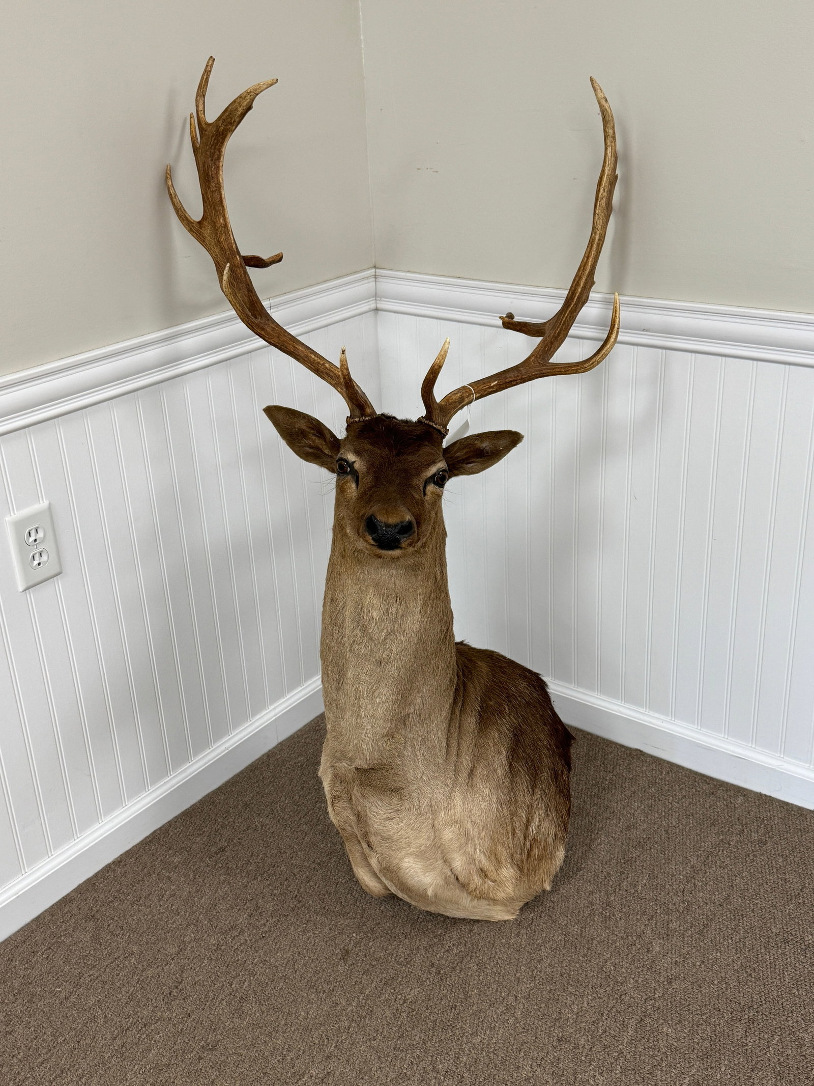 Fallow Deer Buck Shoulder Mount with Turned Head: Contemporary. From Keene, NY.