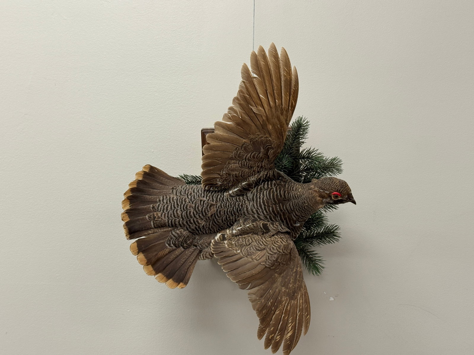 Flying Spruce Grouse on Wooden Plaque (1 of 3)