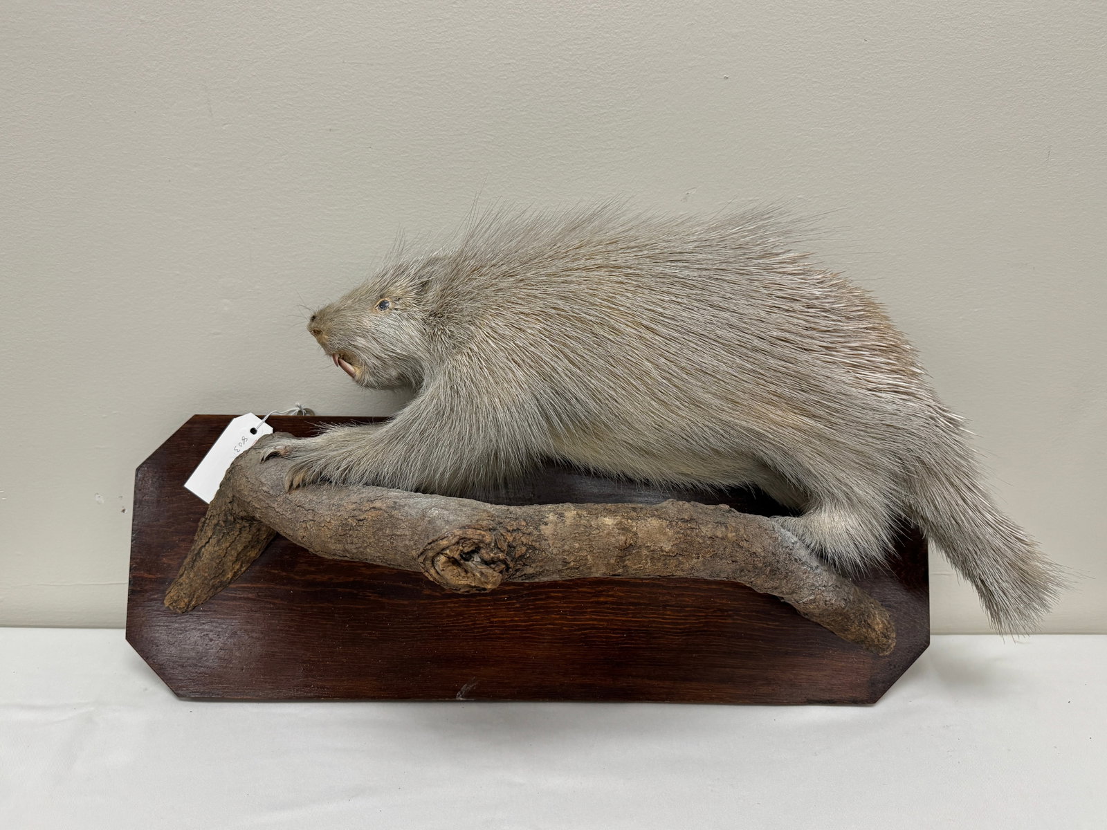 Albino Porcupine on Branch (1 of 3)