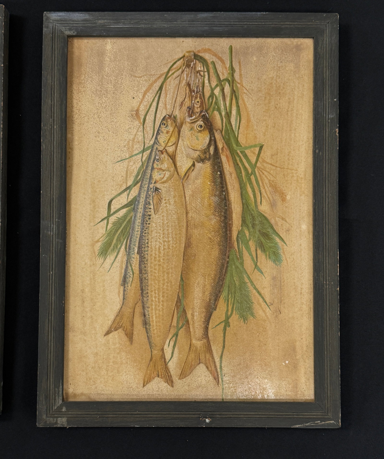 4 Framed Fish Prints - 2