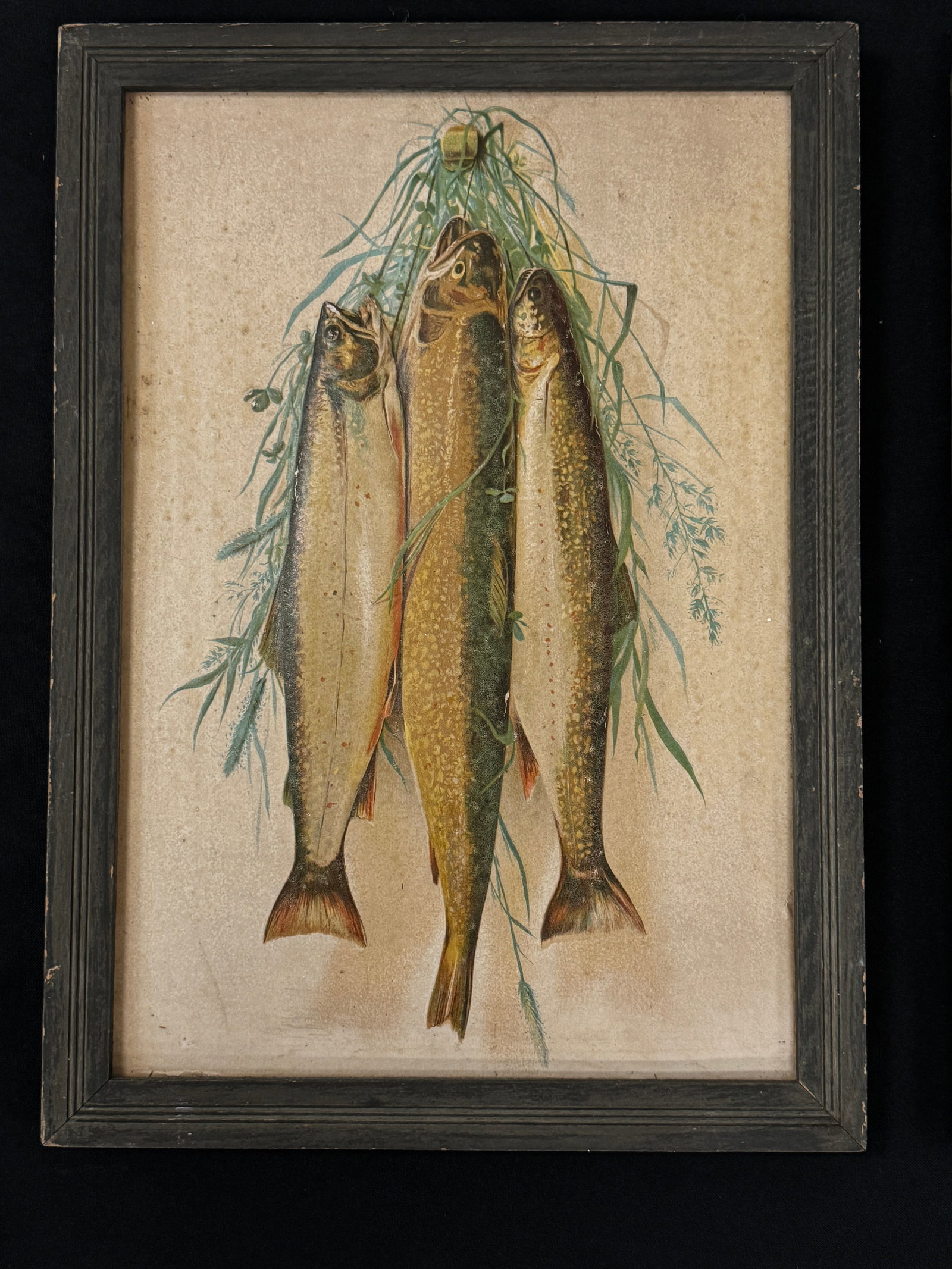 4 Framed Fish Prints - 3