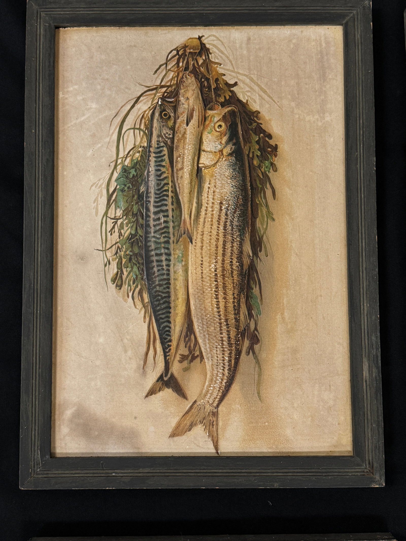 4 Framed Fish Prints - 4