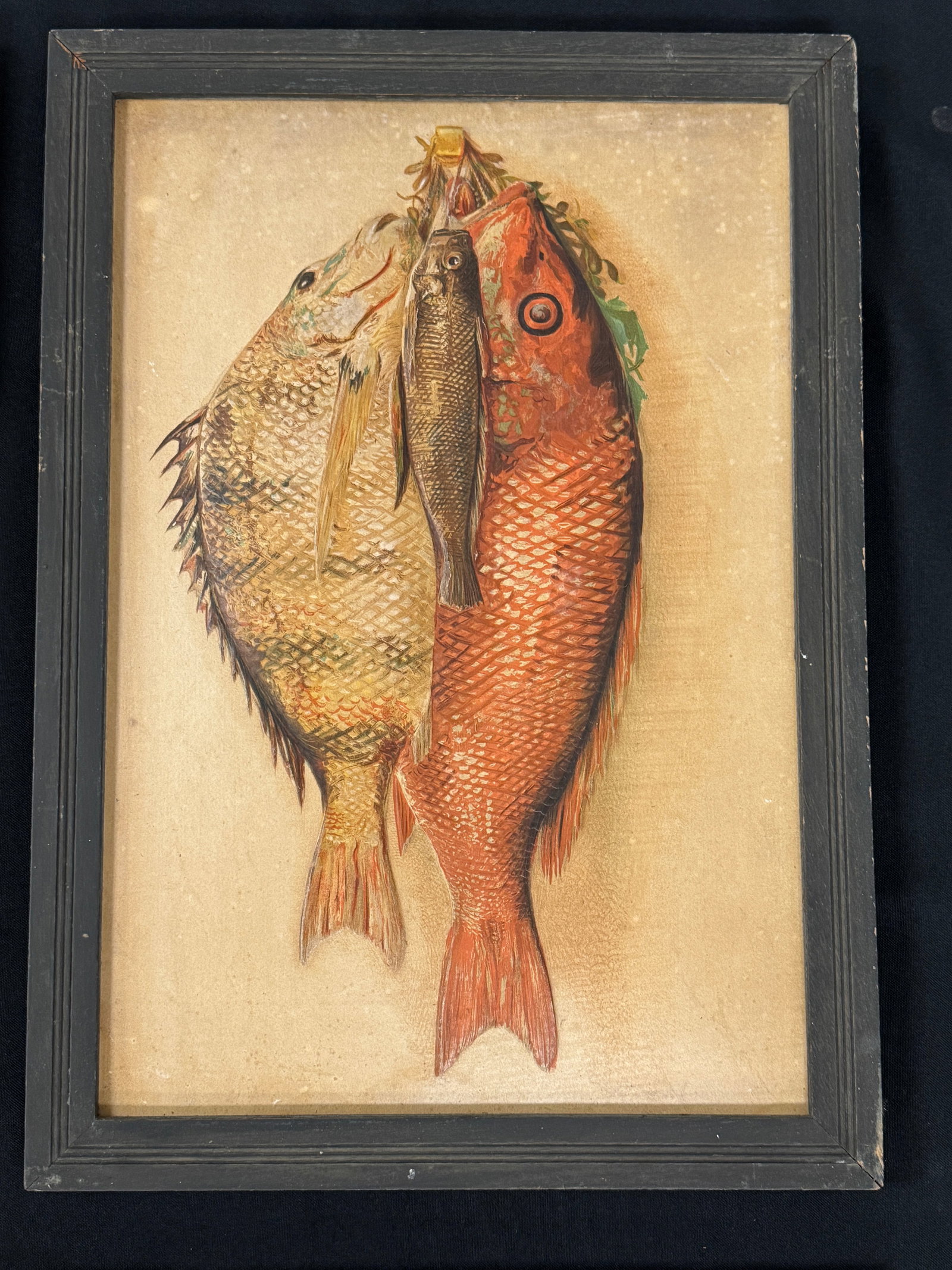 4 Framed Fish Prints - 5