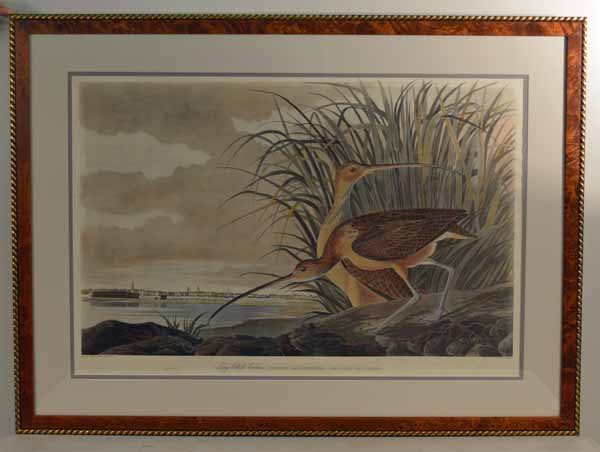 J.J. Audubon Long Billed Curlew Large Folio: Professionally Framed and double matted. 1 inch tear mid-way down left side, some pencil writing along bottom border. Sight size 24 inches x 36 inches. Overall size 34 inches x 46 inches