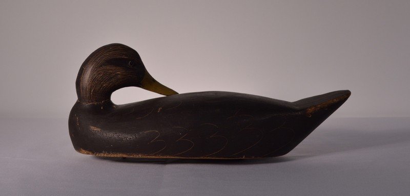 Chauncey Patterson Preening Black Duck Decoy (1 of 3)