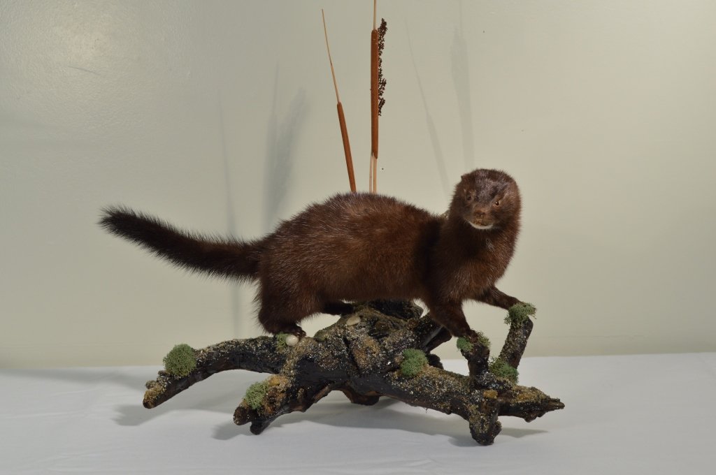 Mounted Mink: Mounted Mink