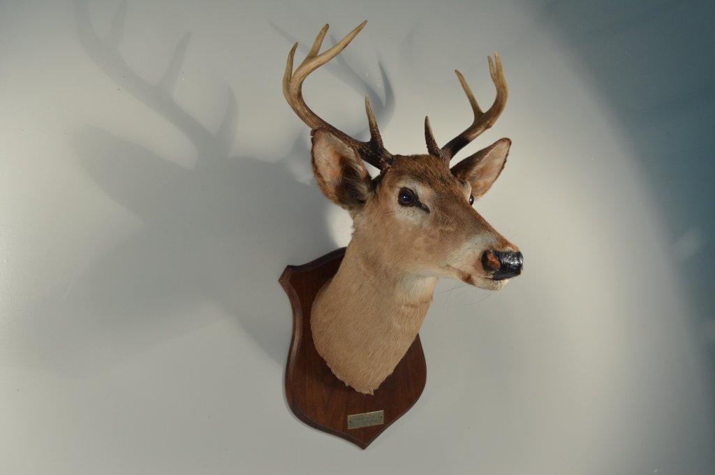8 pt Whitetail Buck Mount: 8 pt Whitetail Buck Mount