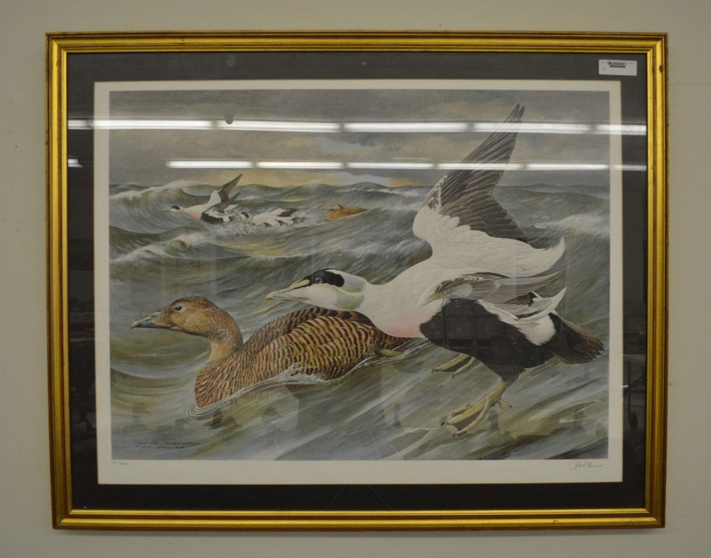 "Common Eider" Limited Edition Print (1 of 1)