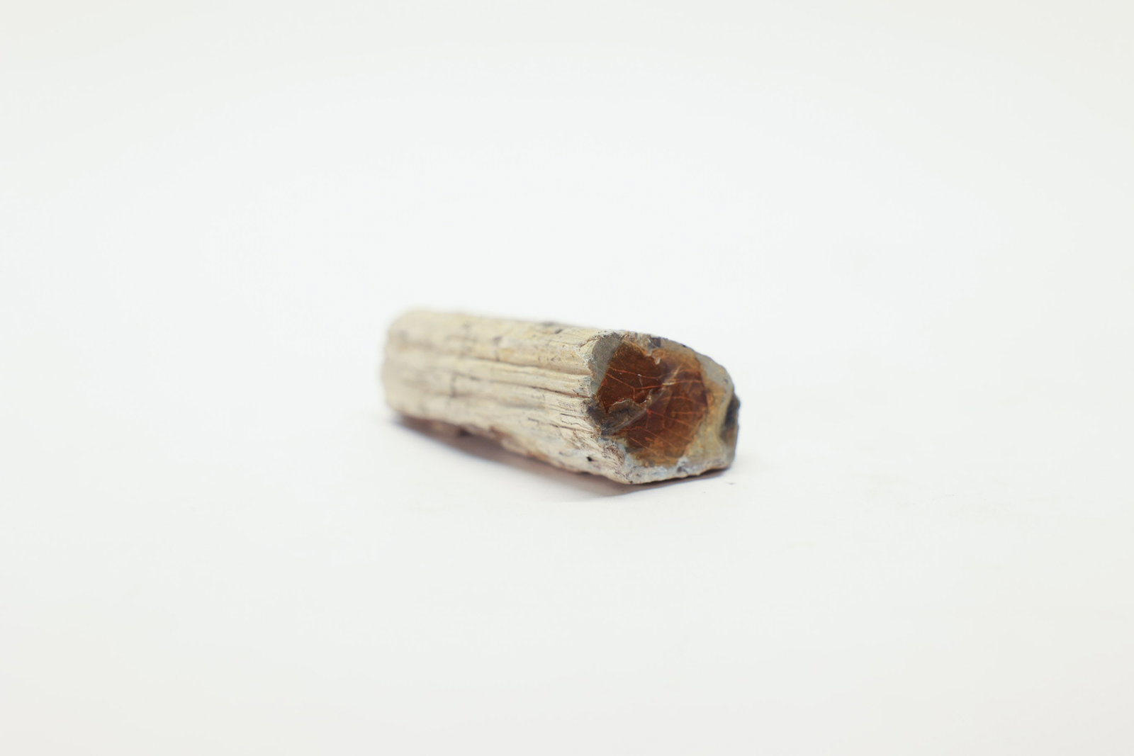 Petrified Wood Specimen: 2 1/2" long.Dimensions: H: 1", W: 1", L: 2.5"