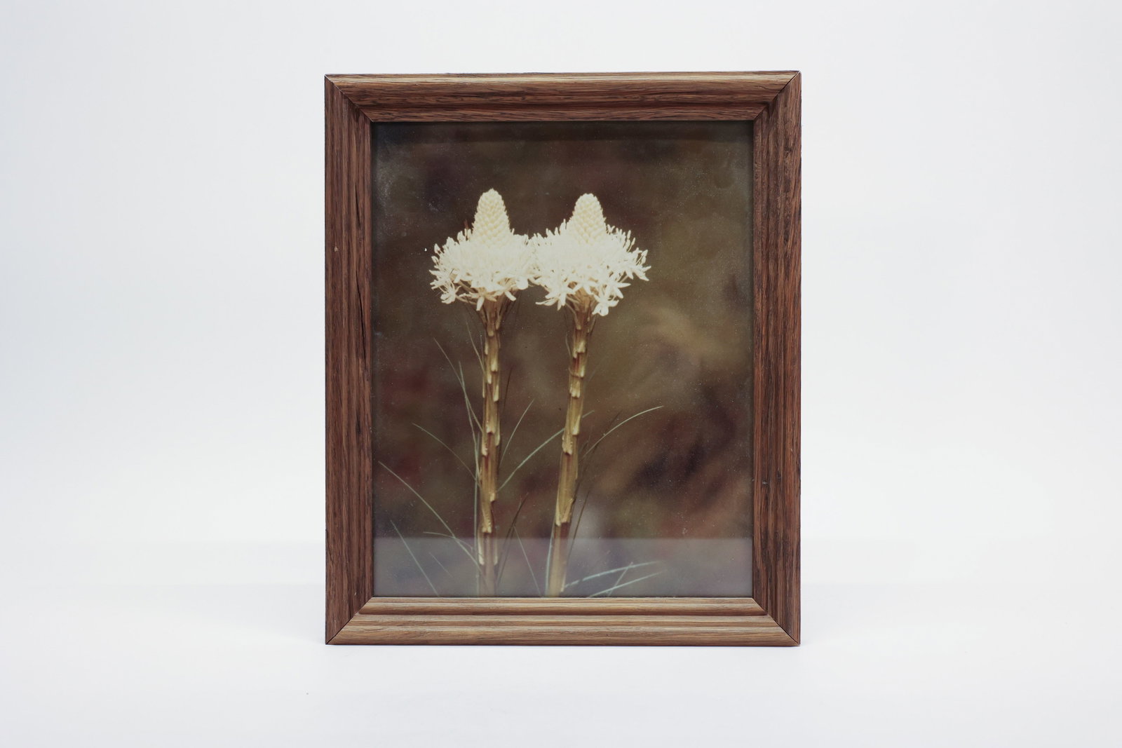 Vintage Framed Photo of Beargrass: Dimensions: H: 0.75", W: 9.5", L: 11.5"