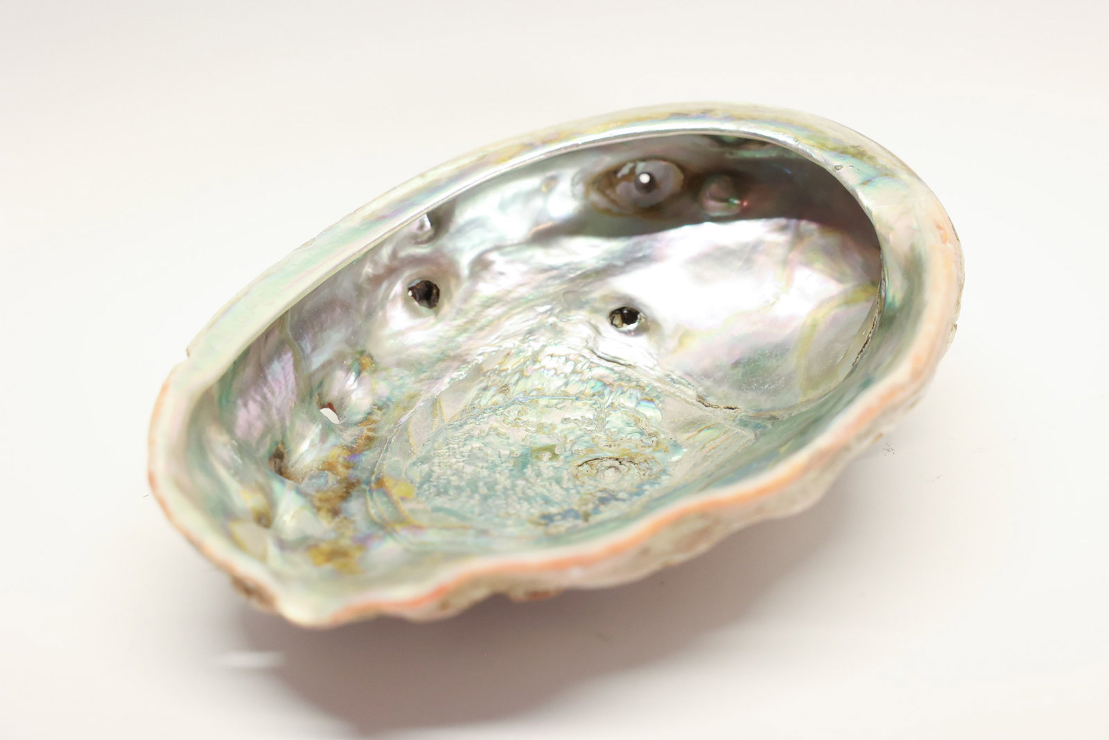 Abalone Shell (1 of 6)