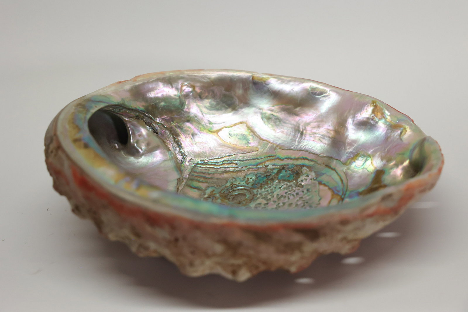 Abalone Shell - 2