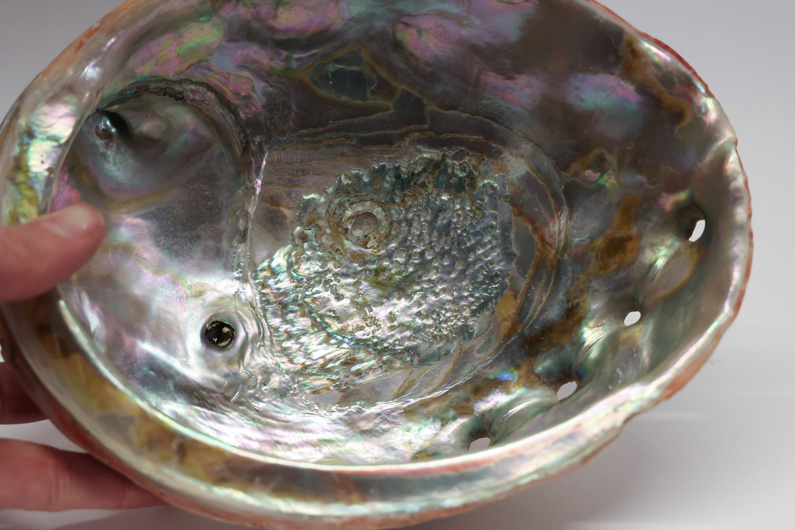 Abalone Shell - 3