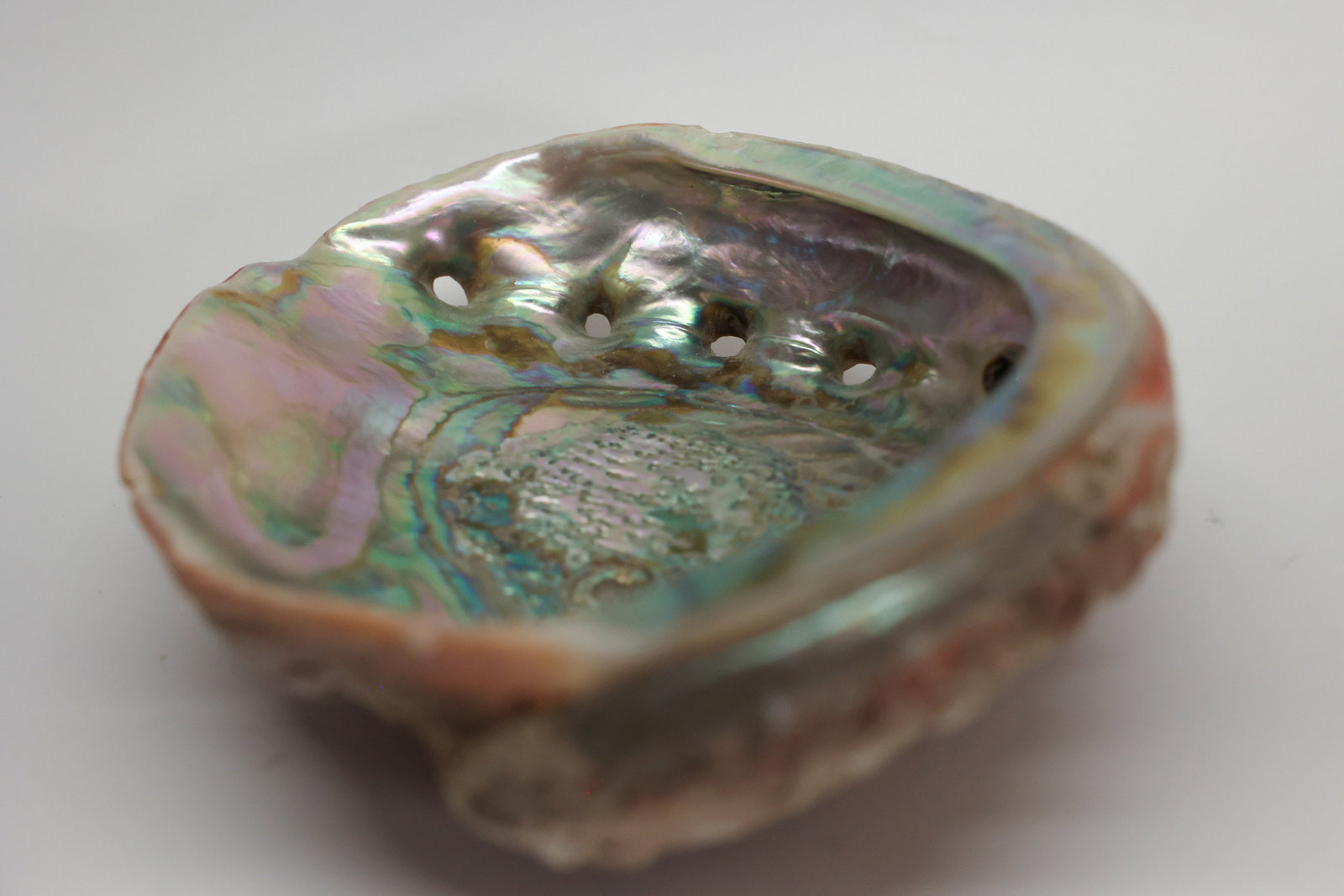 Abalone Shell - 4