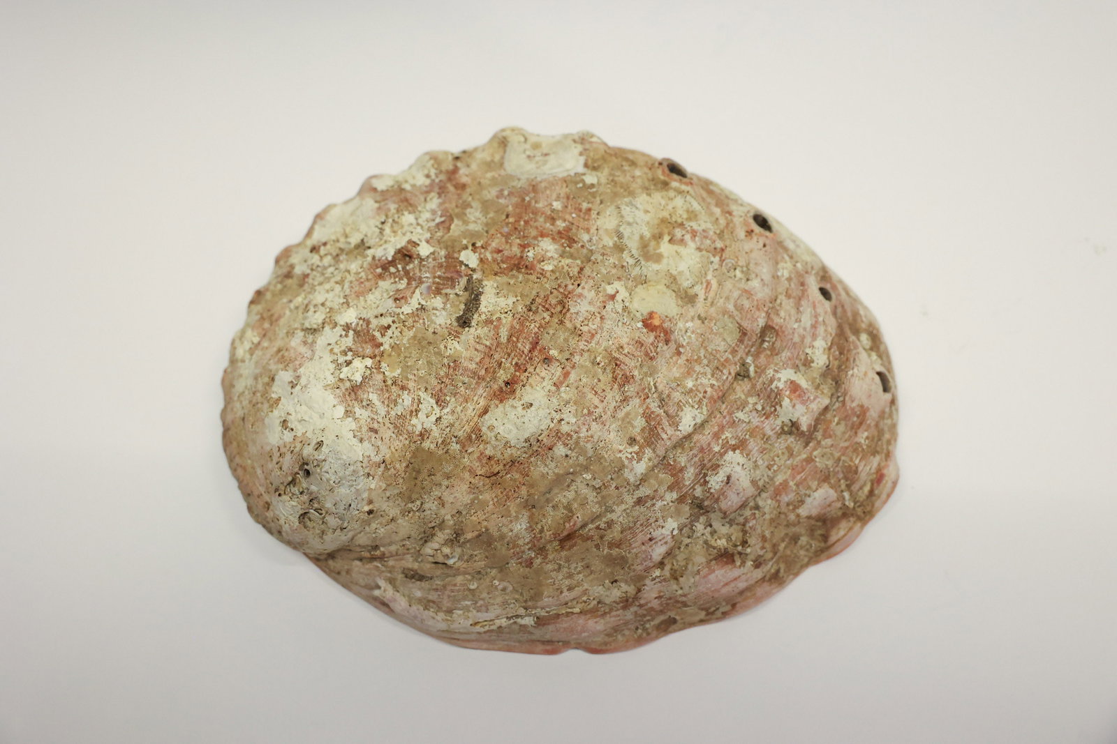 Abalone Shell - 5