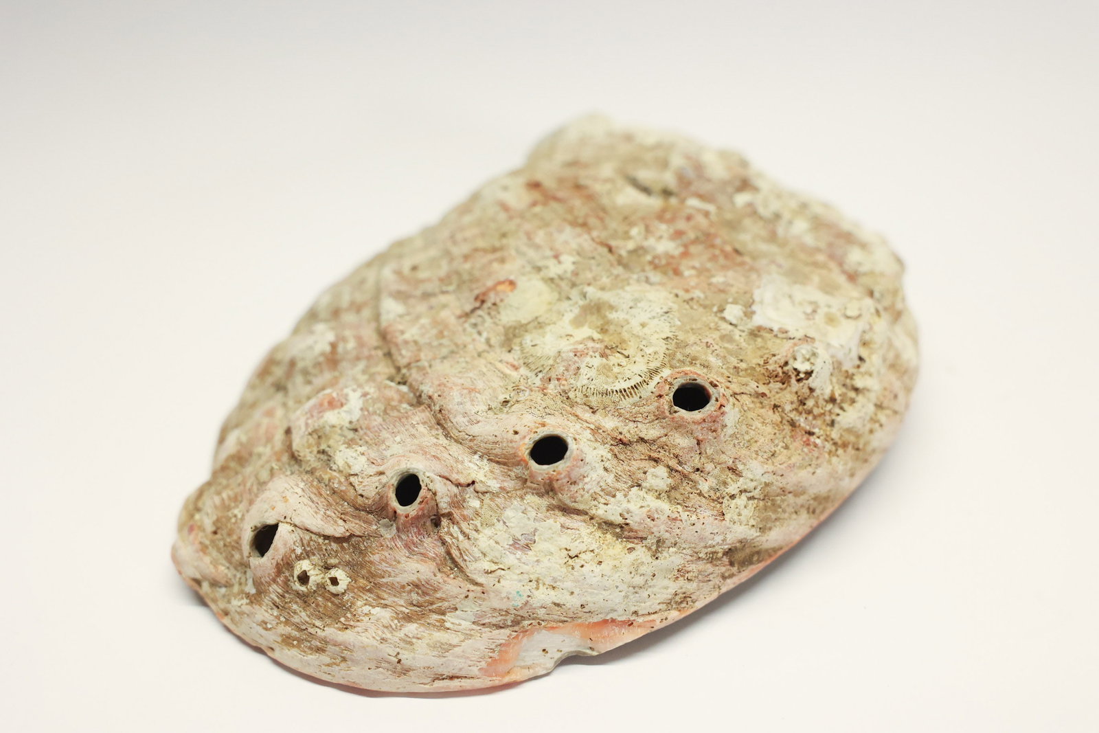 Abalone Shell - 6