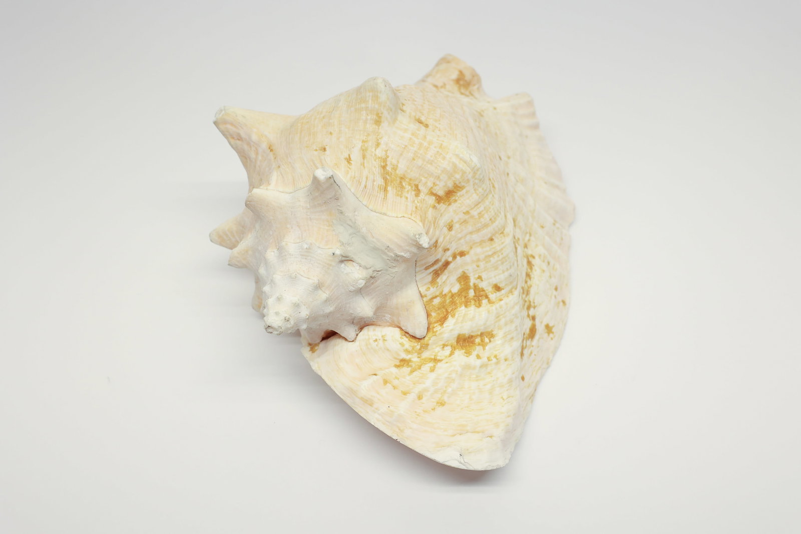 Natural Queen Conch Shell Specimen (1 of 7)