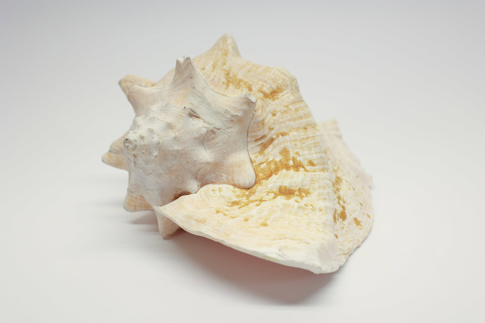 Natural Queen Conch Shell Specimen - 2