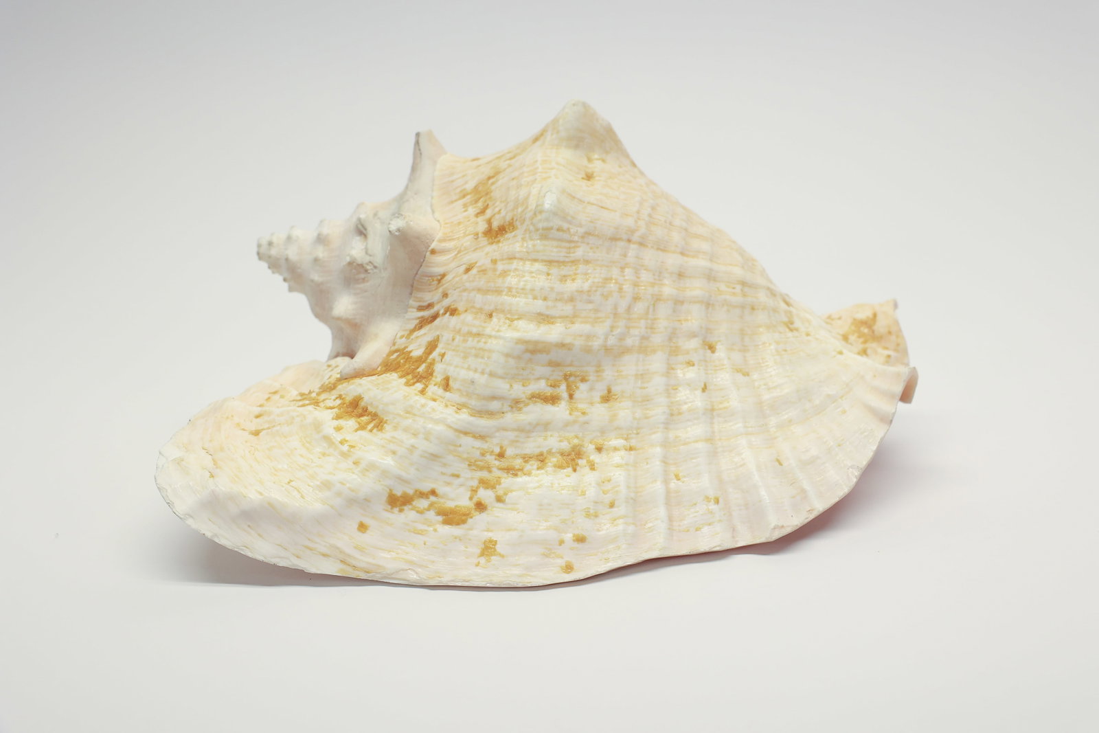 Natural Queen Conch Shell Specimen - 3