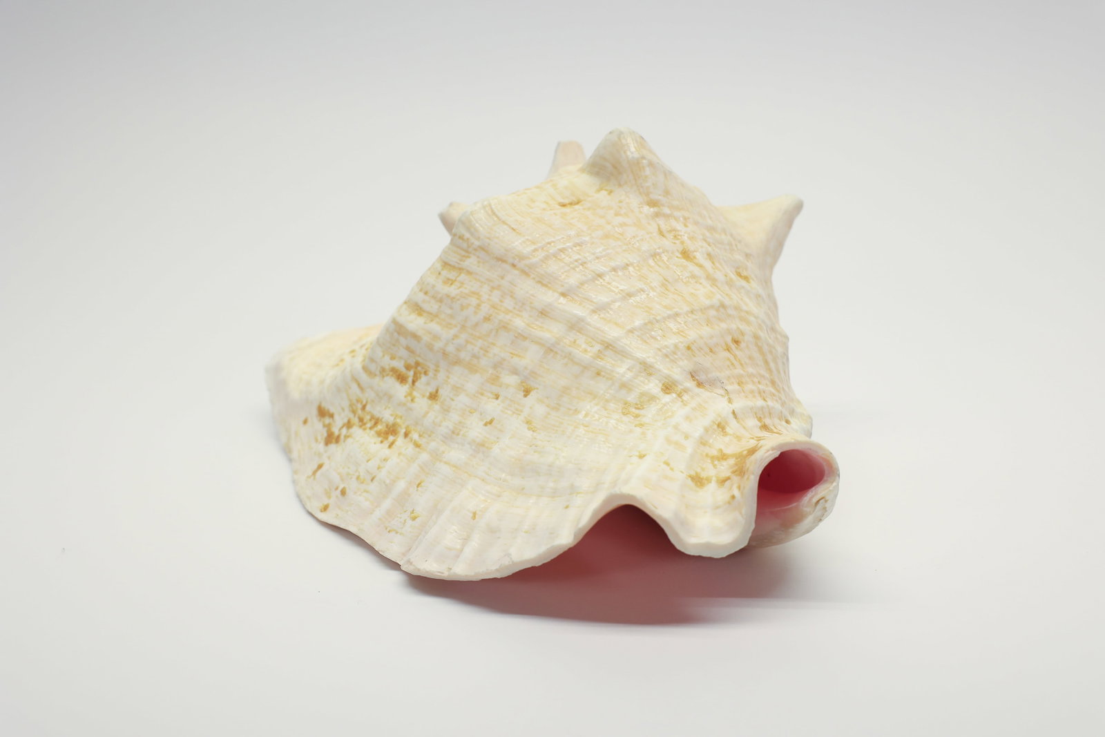 Natural Queen Conch Shell Specimen - 4