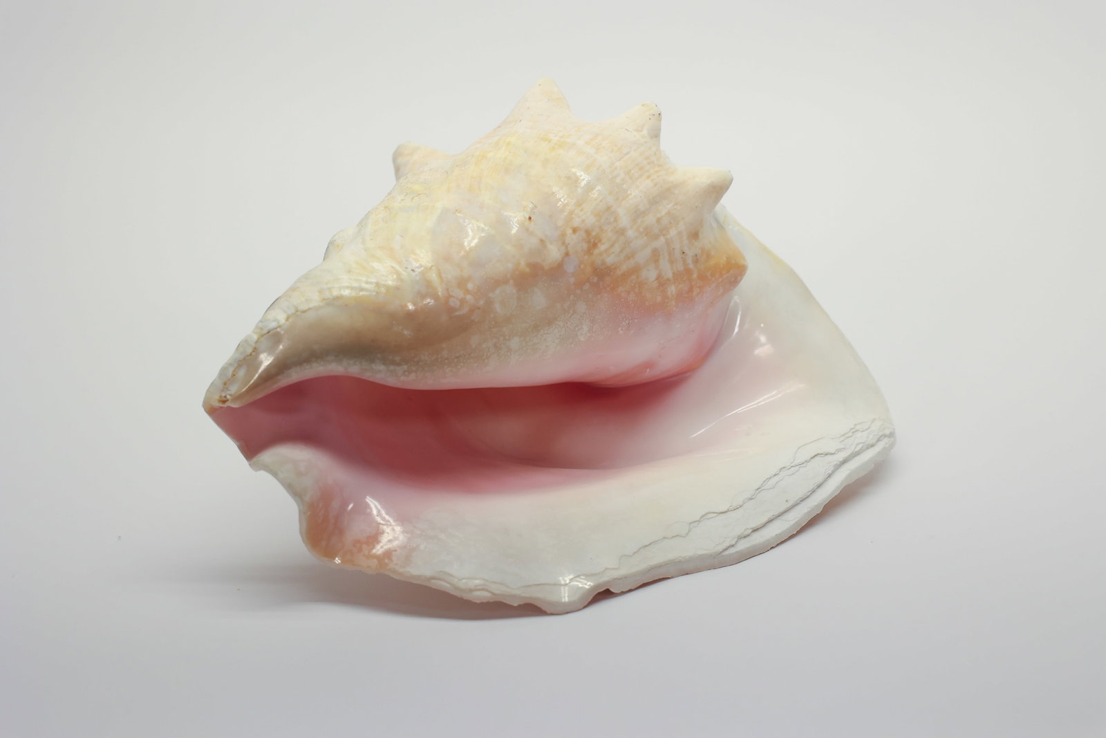 Natural Queen Conch Shell Specimen - 5