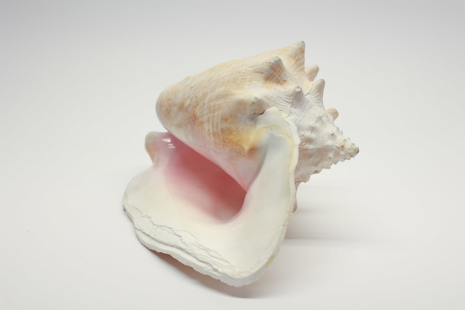 Natural Queen Conch Shell Specimen - 6