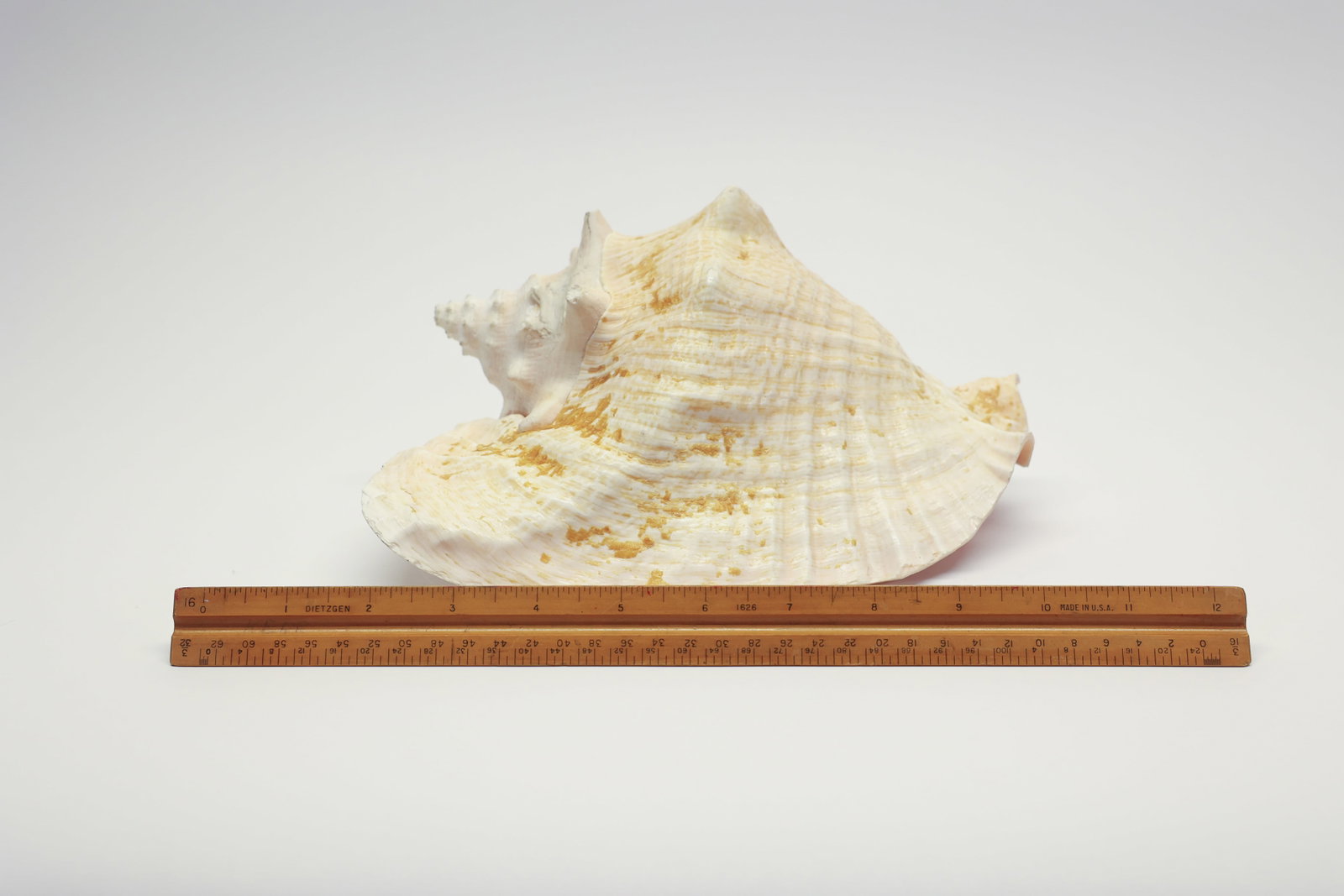 Natural Queen Conch Shell Specimen - 7