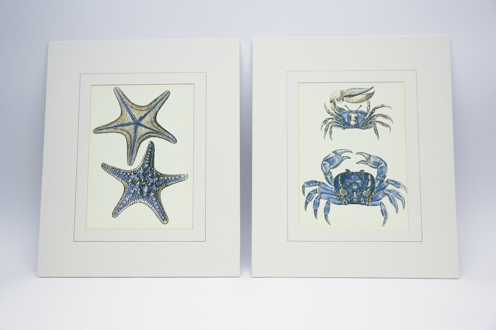 Starfish & Crab Natural History Prints, Pair (1 of 4)