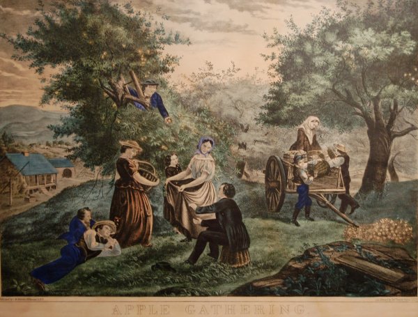 Apple Gathering, late 19th Century: 69. Charles Hart, printer/M. Delavan, publisher Apple Gathering, late 19th Century Hand colored engraving 16 5/8 x 23 3/8 in. framed Kennedy Galleries label, verso