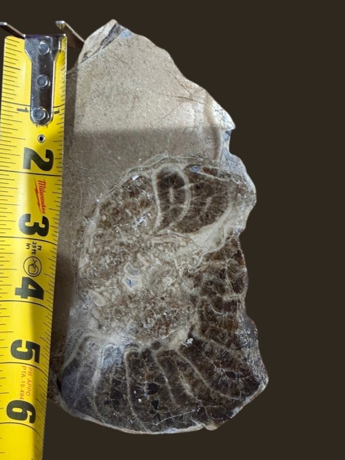 Fossil Specimen with Preserved Shell Structures, Natural History Geological Collectible, Approx. 6" (1 of 1)