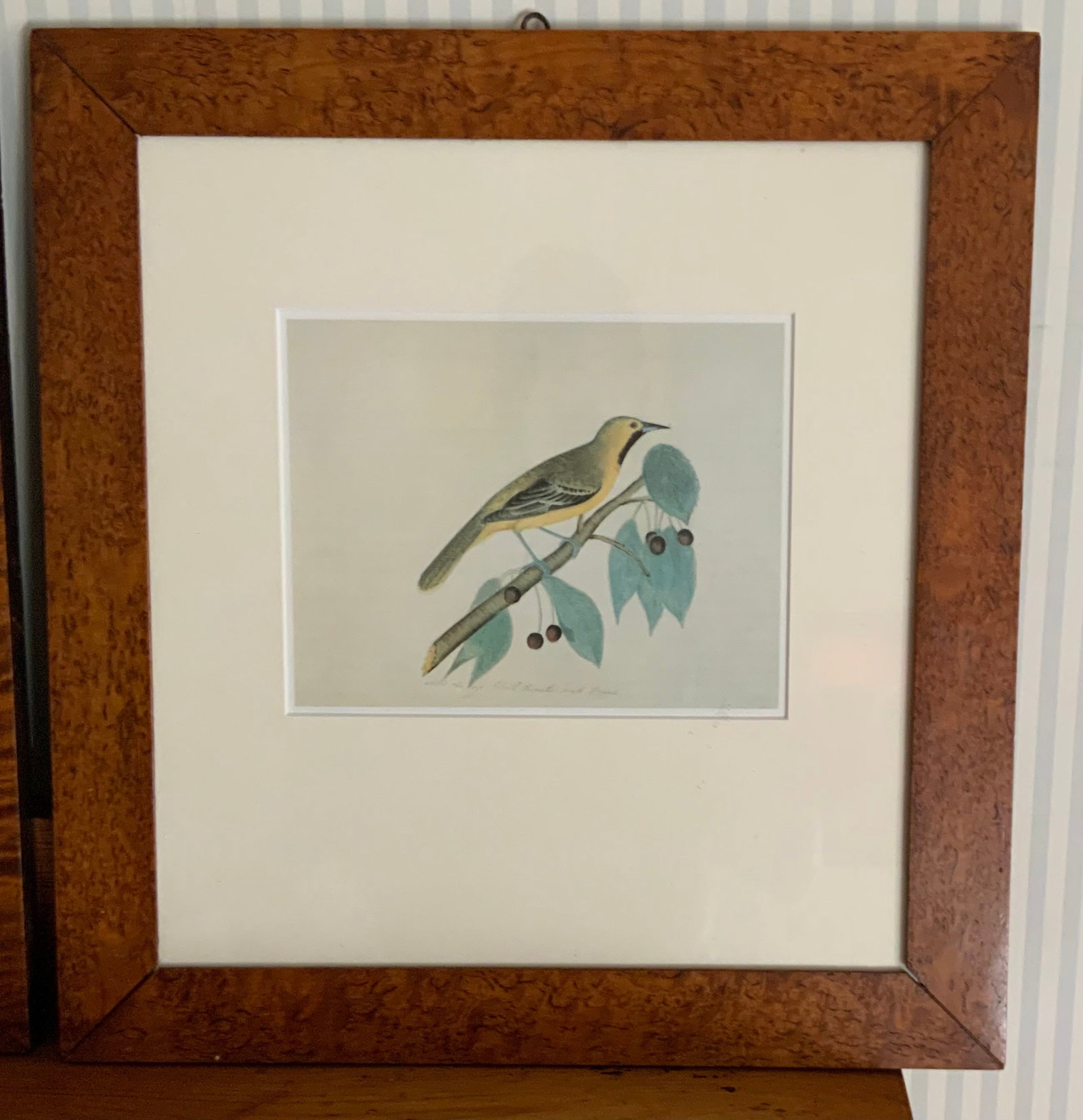 Audubon Bird Prints - 5