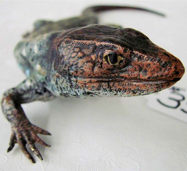 Franz Bergman Austrian Cold Painted Bronze Lizard: Signed Franz Bergman Austrian Cold Painted Bronze Lizard, with Impressed Bergman Amphora mark to Bottom. 10" Length. Auction Estimate $800- 1200.