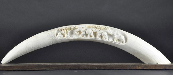AN IVORY ELEPHANT TUSK WITH CARVED ELEPHANT PANEL.: - AN IVORY ELEPHANT TUSK WITH CARVED ELEPHANT PANEL. one side carved with three elephants.78 cm L