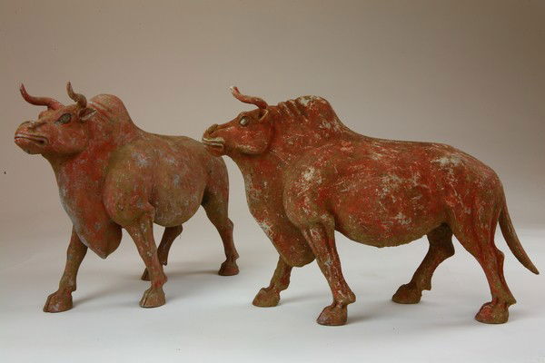 A PAIR OF PAINTED POTTERY FIGURE OF OX.(HAN DYNAST: the head finely detailed with hair markings on the muzzle and fine creases around the large nostrils, small eyes framed by a halter applied with bosses, and small ears below short, ribbed horns, the b