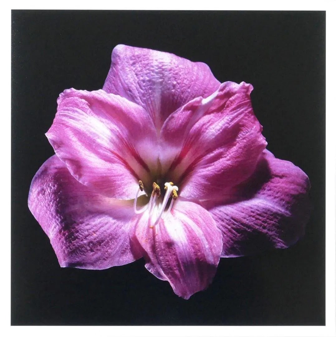 Robert Mapplethorpe "Amaryllis Flower" Print Sold After (1 of 1)