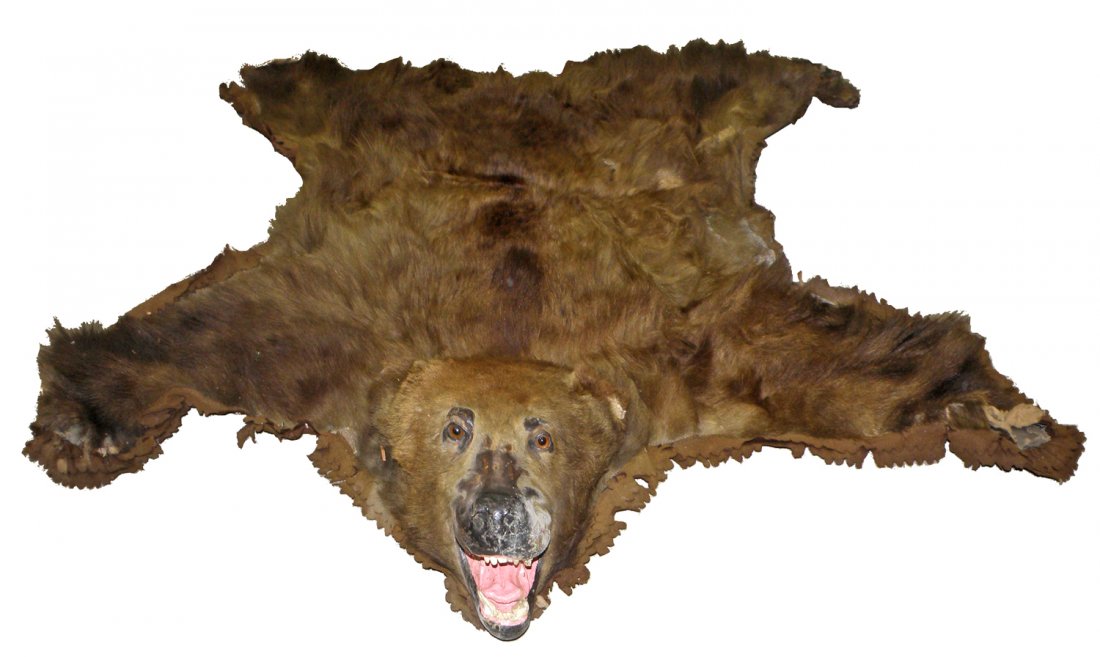 BEARSKIN RUG - SHOT BY PRESIDENT HERBERT HOOVER: Brown bear hunter by Herbert Hoover, given to the Freeze Family by Hoover's personal secretary Larry Ritchie who, in addition to having a retreat in the Catoctin Mountains was a close friend to the Fr