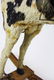 late 19th c hide horse rocking horse with wheels - 7