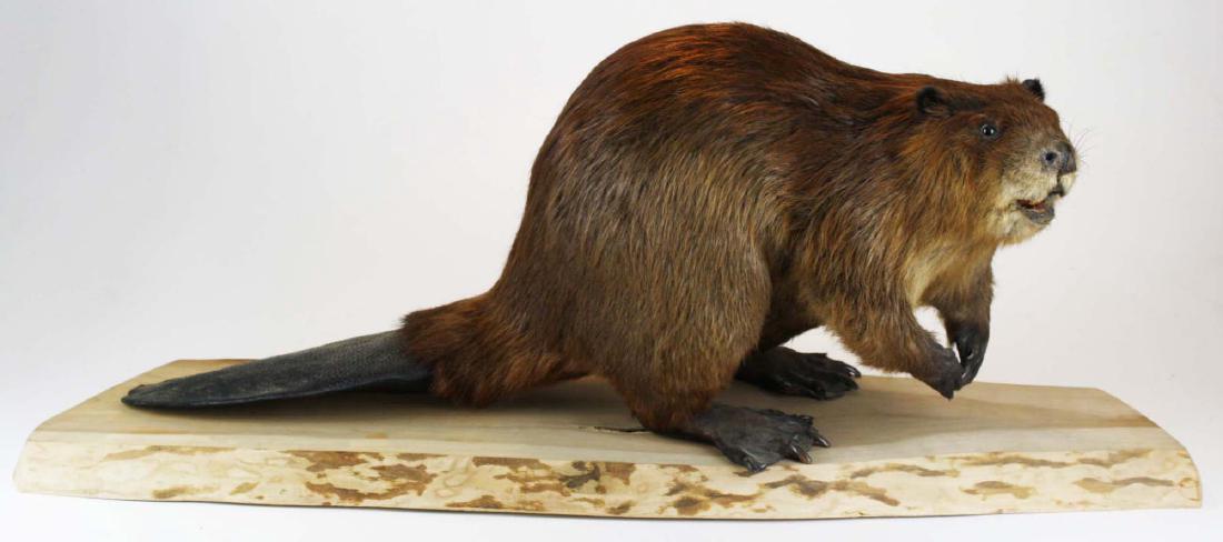 stuffed beaver taxidermy for sale