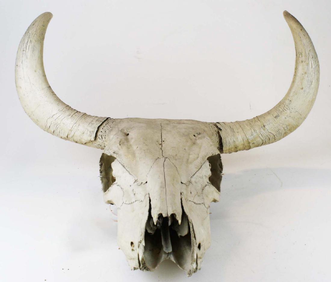 Cattle skull (1 of 7)