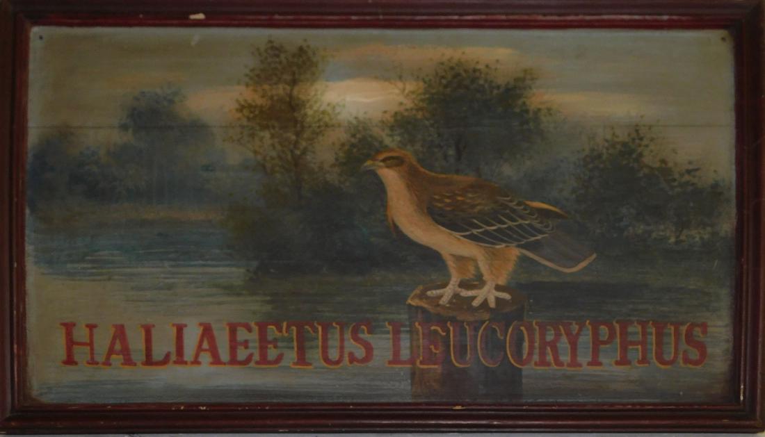 Haliaeetus Leucoryphus (Pallas Fish Eagle) (1 of 1)