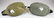 Rig mate pair of Ontario Canvasback decoys - 6