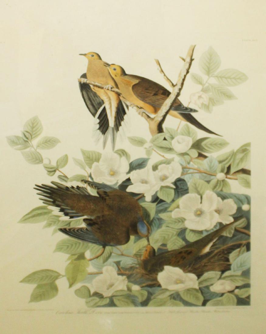 John J Audubon (AM 1785-1851): John James Audubon (American 1785-1851) Carolina Turtle Dove- R Havell handcolored engraving plate 26 x 20"- old paper secured to foam core with BEVA