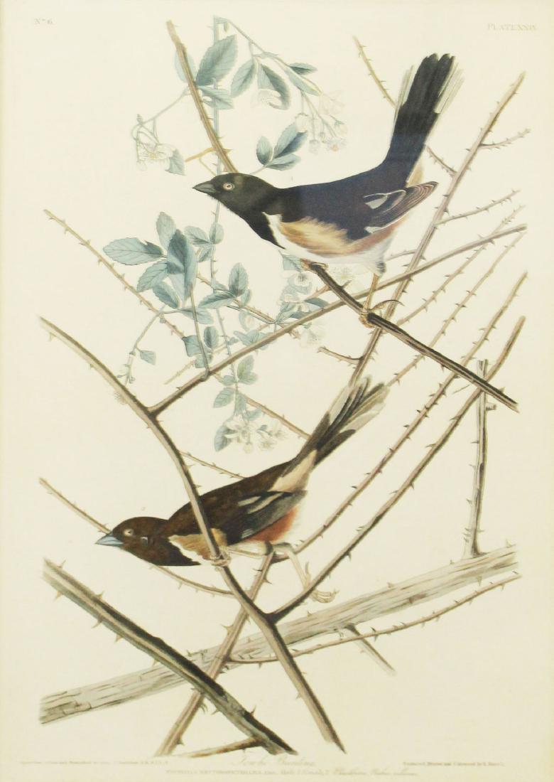 John J Audubon (AM 1785-1851): John James Audubon (American 1785-1851) Towhe Bunting- R Havell hand colored engraving plate 19 x 12"