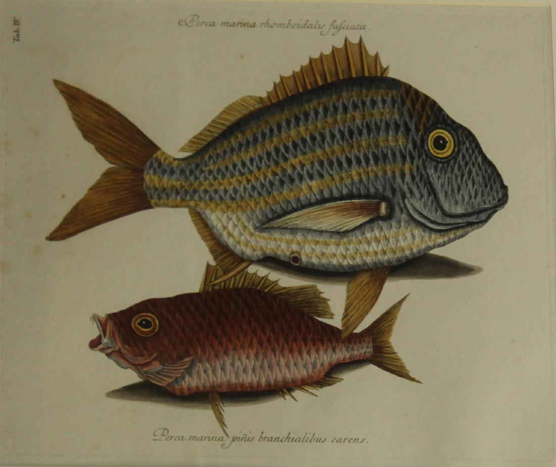 Mark Catesby (EN 1683-1749) Porkfish and Schoolmaster: Mark Catesby (English 1683-1749) The Porkfish and The Schoolmaster- Perca Marina- handcolored engraving on laid paper Tab IV some light toning and foxing 10 x 14"