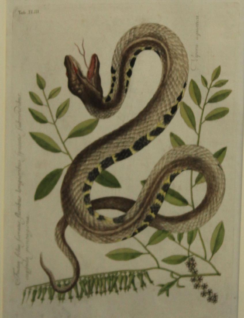 Mark Catesby (EN 1683-1749) Water Viper: Mark Catesby (English 1683-1749) The Water Viper- Tab XLIII handcolored engraving on laid paper 10 x 14"