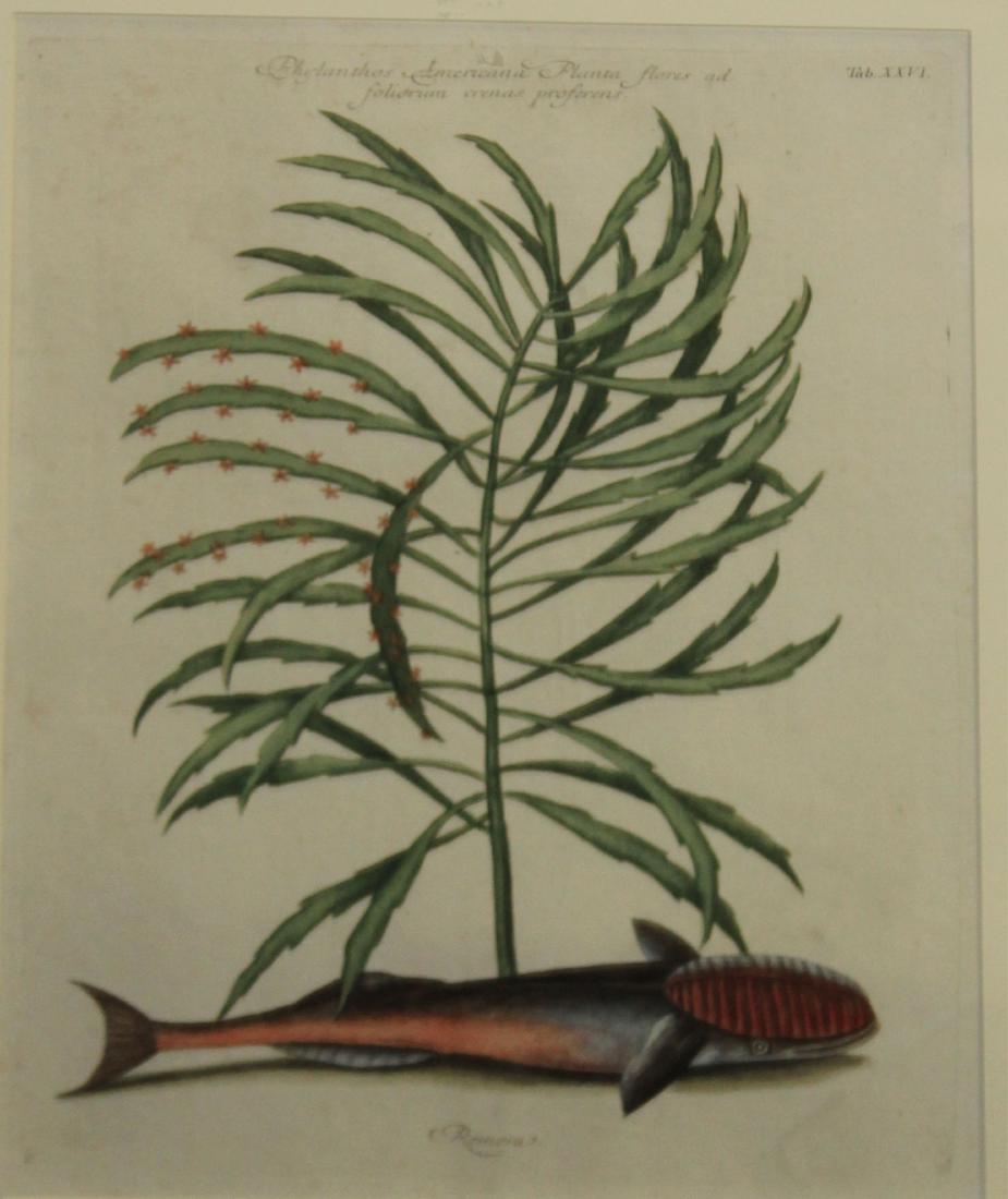 Mark Catesby (EN 1683-1749) Bahama Unicorn Fish: Mark Catesby (English 1683-1749) Bahama Unicorn Fish Tab XIX hand colored engraving on laid paper plate 10 x 14"