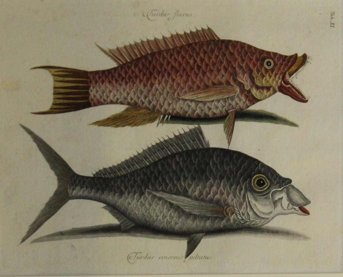 Mark Catesby (EN 1683-1749) The Hog Fish: Mark Catesby (English 1683-1749) The Hog Fish -Tab XI hand colored engraving on laid paper plate 10 x 14"